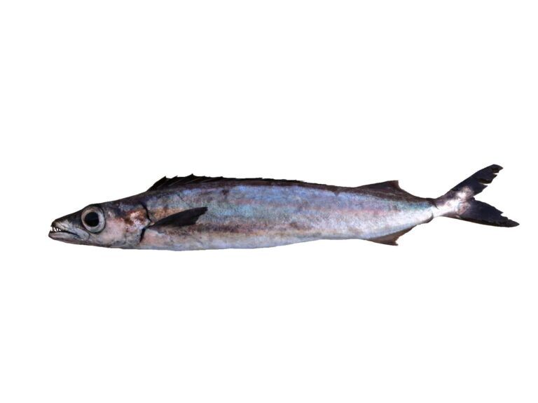 Roudi Escolar (Promethichthys prometheus) |commons:File:Escolier clair (Promethichthys prometheus) (Ifremer 00764-87602).jpg