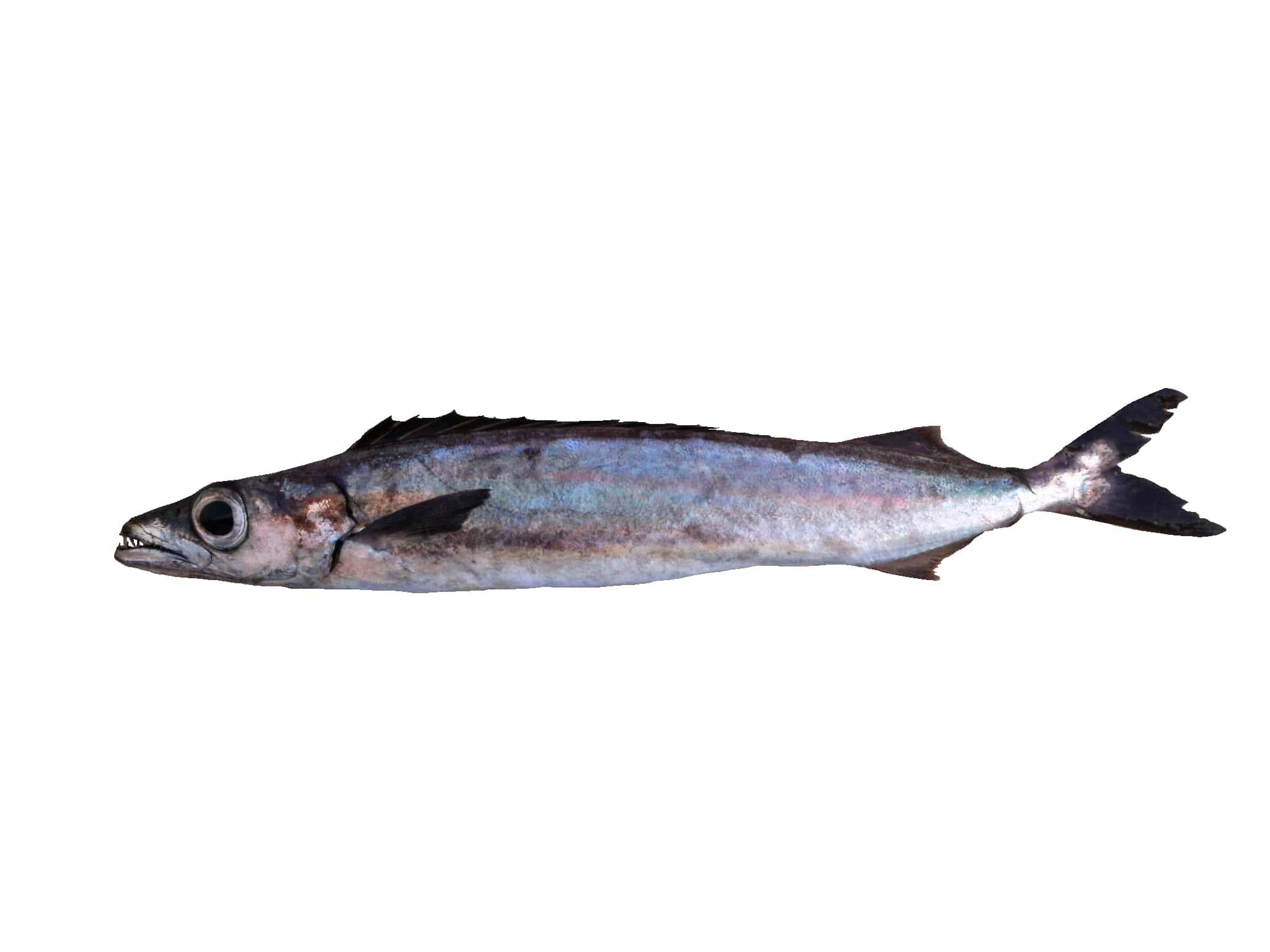 Roudi Escolar (Promethichthys prometheus) |commons:File:Escolier clair (Promethichthys prometheus) (Ifremer 00764-87602).jpg