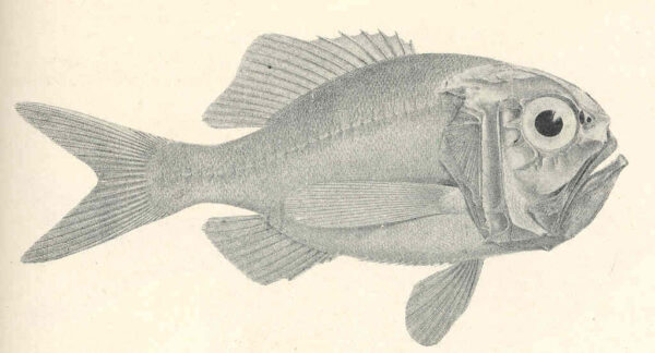 Rough-fish (Hoplostethus mediterraneus) |commons:File:FMIB 45616 Hoplostethus mediterraneus.jpeg