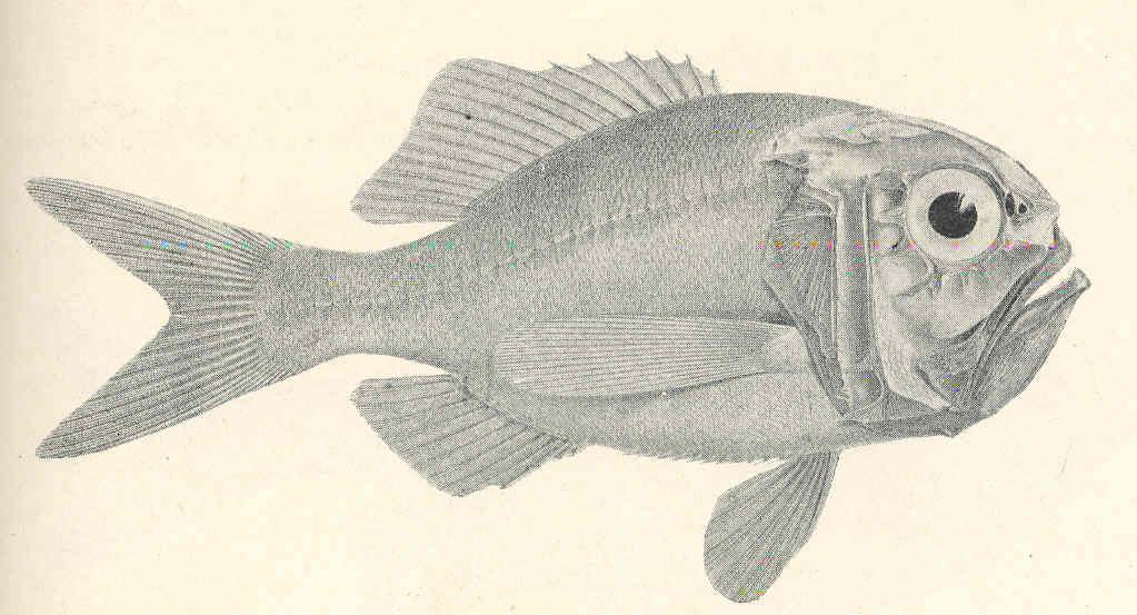 Rough-fish (Hoplostethus mediterraneus) |commons:File:FMIB 45616 Hoplostethus mediterraneus.jpeg
