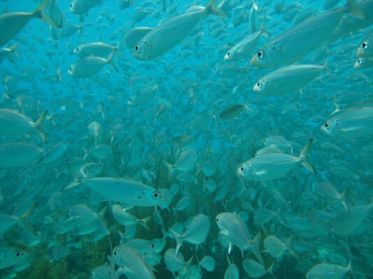 Rough Scad (Trachurus lathami) |commons:File:Rough scad (Trachurus lathami).jpg