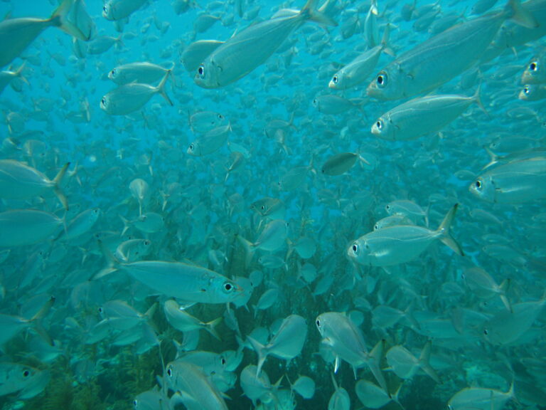 Rough Scad (Trachurus lathami) |commons:File:Rough scad (Trachurus lathami).jpg