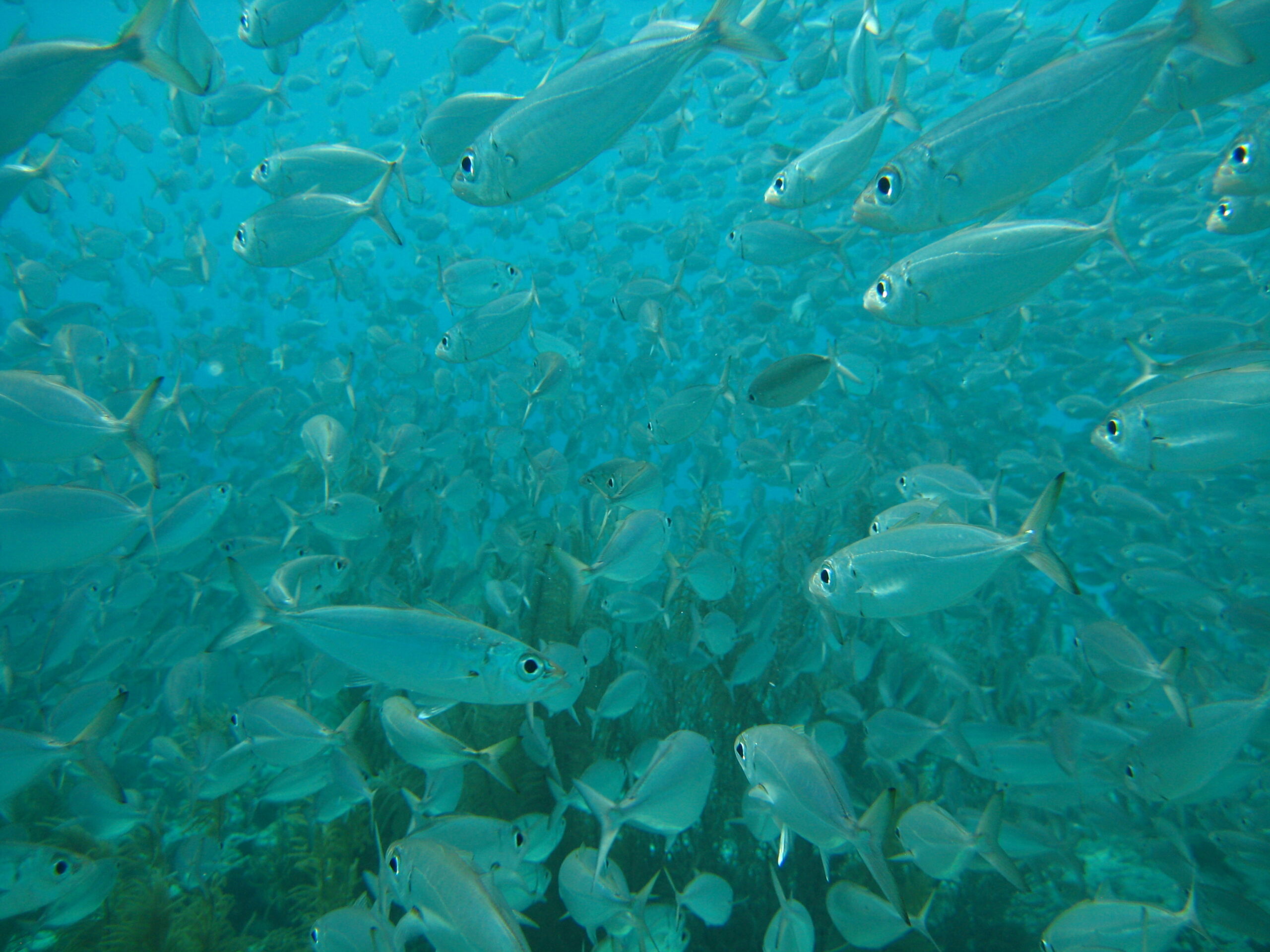 Rough Scad (Trachurus lathami) |commons:File:Rough scad (Trachurus lathami).jpg