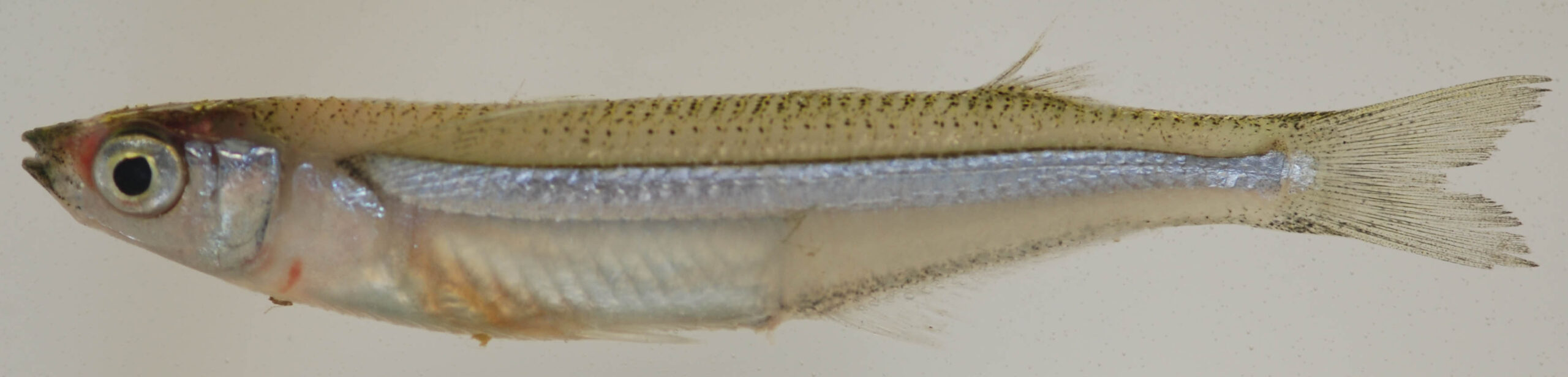 Rough Silverside (Membras martinica) |commons:File:Membras martinica (S0410) (12658772593).jpg
