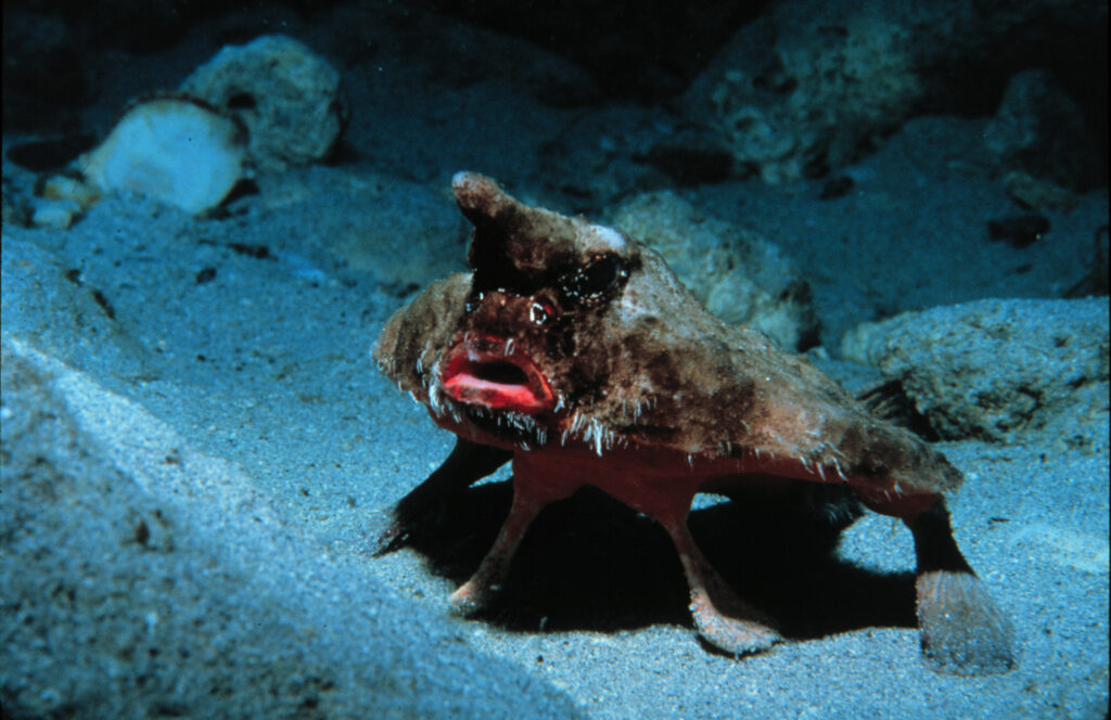 Roughback Batfish (Ogcocephalus parvus) |commons:File:Ogcocephalus parvus.jpg