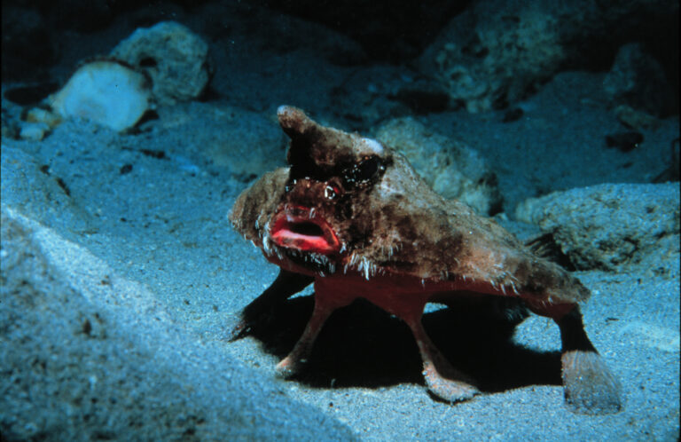 Roughback Batfish (Ogcocephalus parvus) |commons:File:Ogcocephalus parvus.jpg