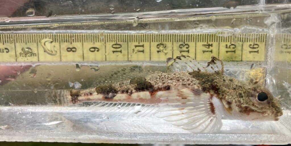Roughback Sculpin (Chitonotus pugetensis) |commons:File:Chitonotus pugetensis 142498917.jpg