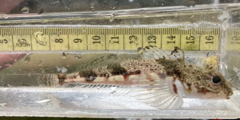 Roughback Sculpin (Chitonotus pugetensis) |commons:File:Chitonotus pugetensis 142498917.jpg