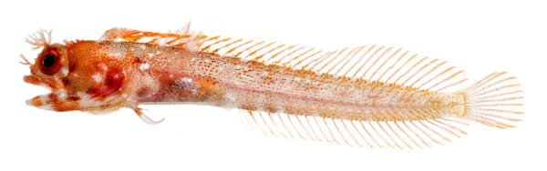 Roughhead Blenny (Acanthemblemaria aspera) |commons:File:Acanthemblemaria aspera, Adult Female (Roughhead Blenny).jpg
