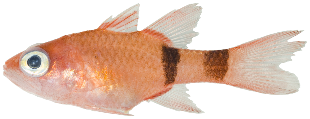 Roughlip Cardinalfish (Apogon robinsi) |commons:File:Apogon robinsi - pone.0010676.g071.png