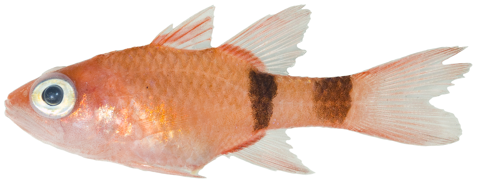 Roughlip Cardinalfish (Apogon robinsi) |commons:File:Apogon robinsi - pone.0010676.g071.png