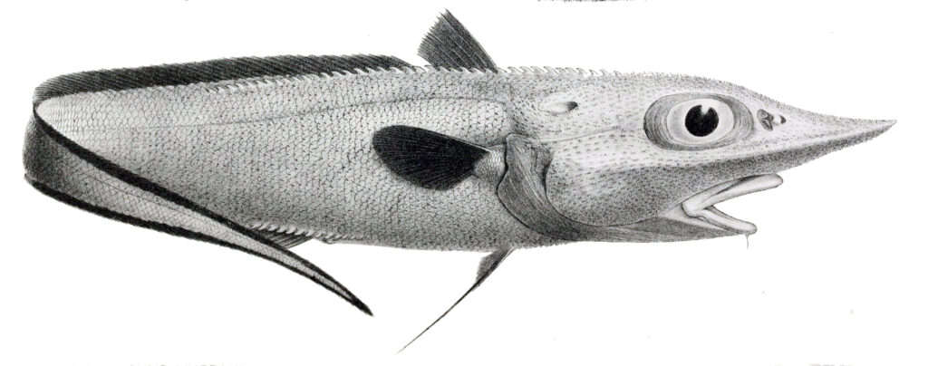 Roughnose Grenadier (Trachyrincus murrayi) |commons:File:Trachyrincus murrayi.jpg