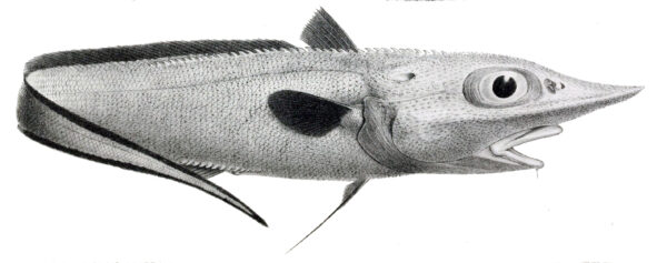 Roughnose Grenadier (Trachyrincus murrayi) |commons:File:Trachyrincus murrayi.jpg