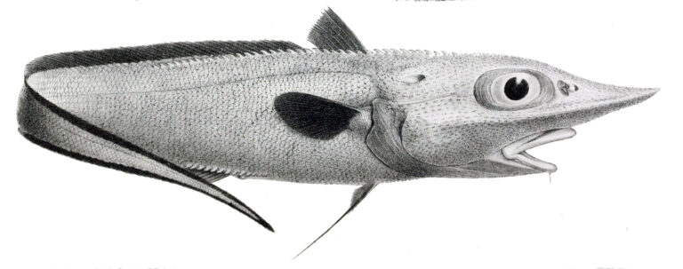 Roughnose Grenadier (Trachyrincus murrayi) |commons:File:Trachyrincus murrayi.jpg