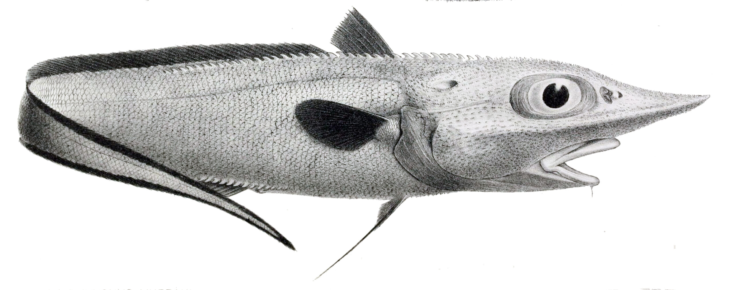 Roughnose Grenadier (Trachyrincus murrayi) |commons:File:Trachyrincus murrayi.jpg