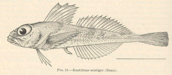 Roughskin Sculpin (Rastrinus scutiger) |commons:File:FMIB 39371 Rastrinus scutiger (Bean).jpeg