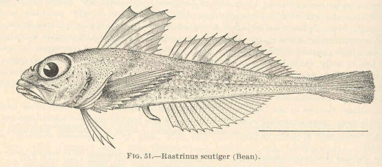 Roughskin Sculpin (Rastrinus scutiger) |commons:File:FMIB 39371 Rastrinus scutiger (Bean).jpeg