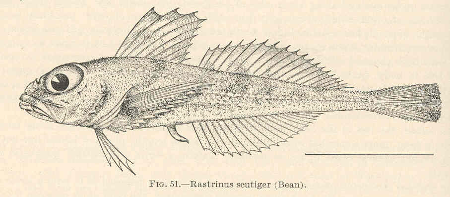 Roughskin Sculpin (Rastrinus scutiger) |commons:File:FMIB 39371 Rastrinus scutiger (Bean).jpeg