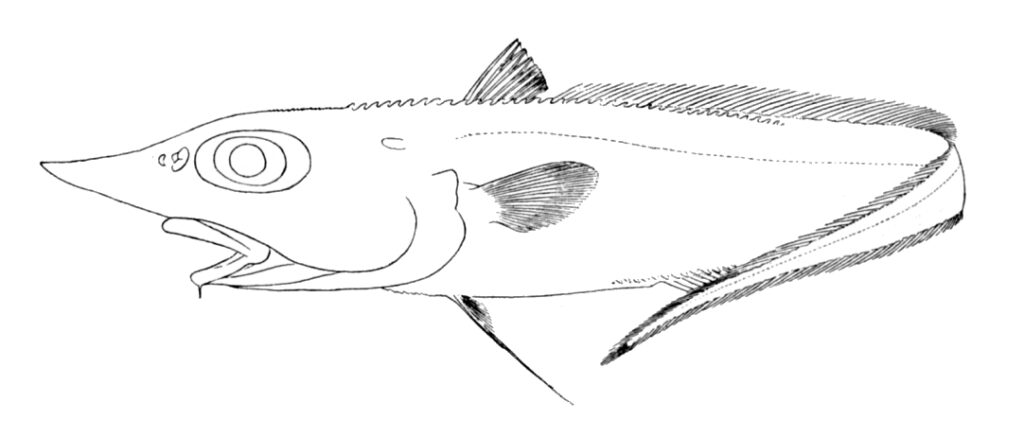 Roughsnout Grenadier (Trachyrincus scabrus) |commons:File:Trachyrincus scabrus.jpg