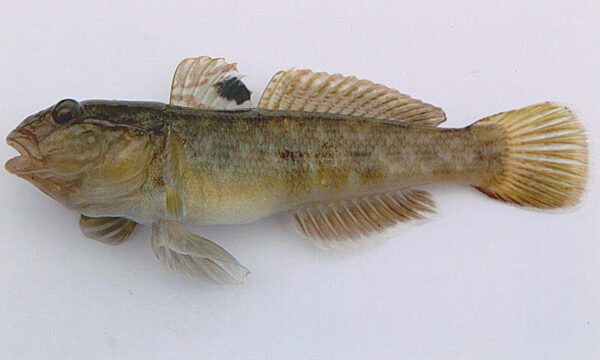 Round Goby (Neogobius melanostomus) |commons:File:A large neogobius melanostomus.jpg