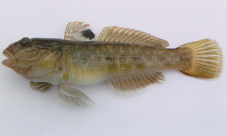 Round Goby (Neogobius melanostomus) |commons:File:A large neogobius melanostomus.jpg