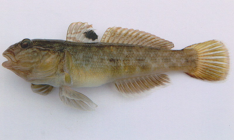 Round Goby (Neogobius melanostomus) |commons:File:A large neogobius melanostomus.jpg