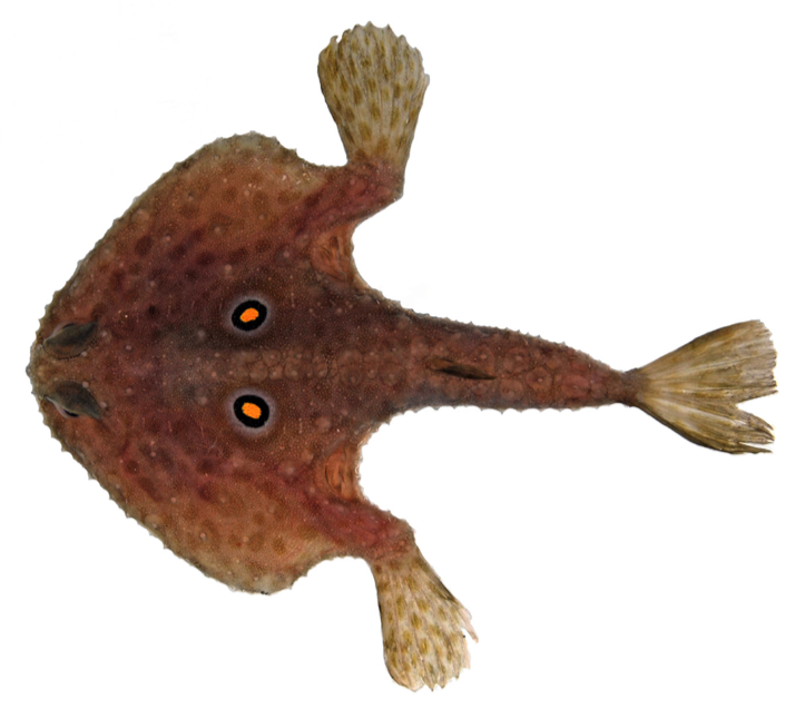 Roundel Batfish (Zalieutes elater) |commons:File:Zalieutes elater.png