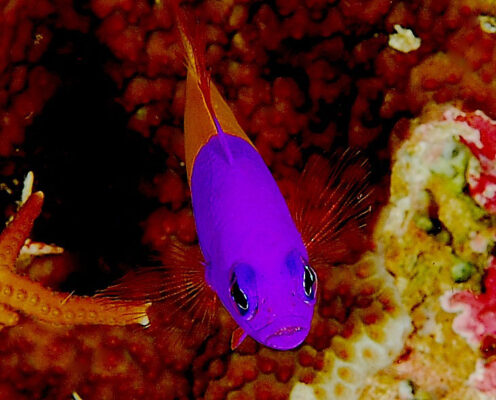 Royal Dottyback (Pictichromis paccagnellae) |commons:File:Pictichromis paccagnellae.jpg