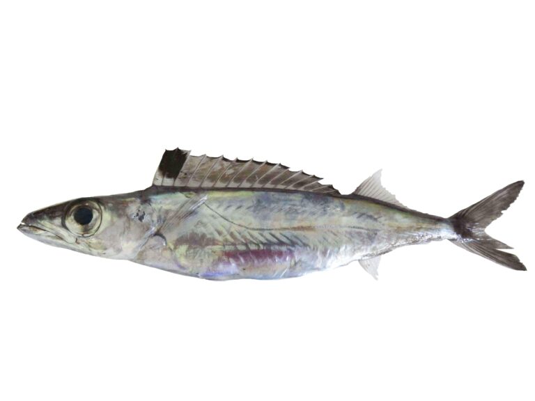 Royal Escolar (Rexea prometheoides) |commons:File:Escolier royal (Rexea prometheoides) (Ifremer 00762-87431).jpg