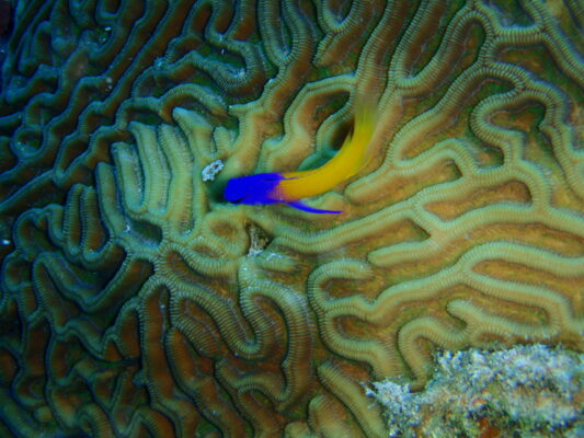 Royal Gramma (Gramma loreto) |commons:File:Fairy Basslet - Gramma loreto.jpg