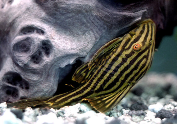 Royal Pleco (Panaque nigrolineatus) |commons:File:Akwa02 panaque nigrolineatus.jpg