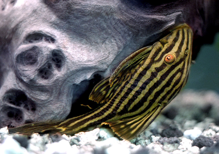 Royal Pleco (Panaque nigrolineatus) |commons:File:Akwa02 panaque nigrolineatus.jpg