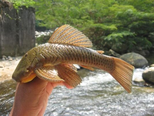 Rubber Lip Pleco (Chaetostoma milesi) |commons:File:Chaetostoma milesi.JPG