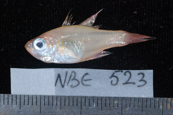 Ruby Cardinalfish (Apogon coccineus) |commons:File:Apogon coccineus.jpg
