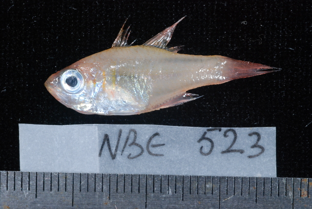 Ruby Cardinalfish (Apogon coccineus) |commons:File:Apogon coccineus.jpg