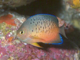 Rusty Angelfish Centropyge ferrugata