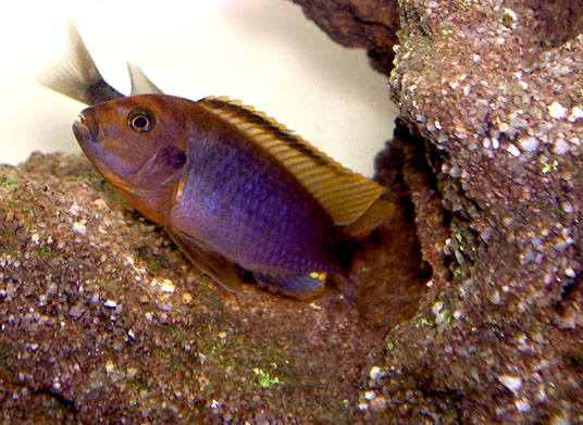 Rusty Cichlid (Iodotropheus sprengerae) |commons:File:Iodotropheus sprengerae.jpg