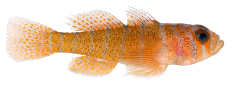 Rusty Goby (Priolepis hipoliti) |commons:File:Priolepis hipoliti, Adult (Rusty Goby) (2848444047).jpg