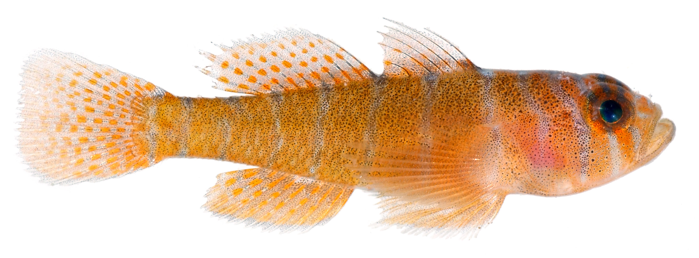 Rusty Goby (Priolepis hipoliti) |commons:File:Priolepis hipoliti, Adult (Rusty Goby) (2848444047).jpg