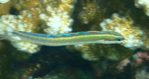 Sabertooth Blenny (Plagiotremus azaleus) |commons:File:Plagiotremus azaleus.png