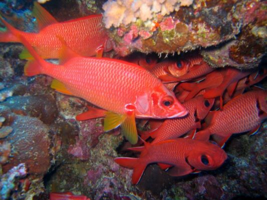 Sabre Squirrelfish (Sargocentron spiniferum) |commons:File:Holocentridae - Sargocentron spiniferum.jpg