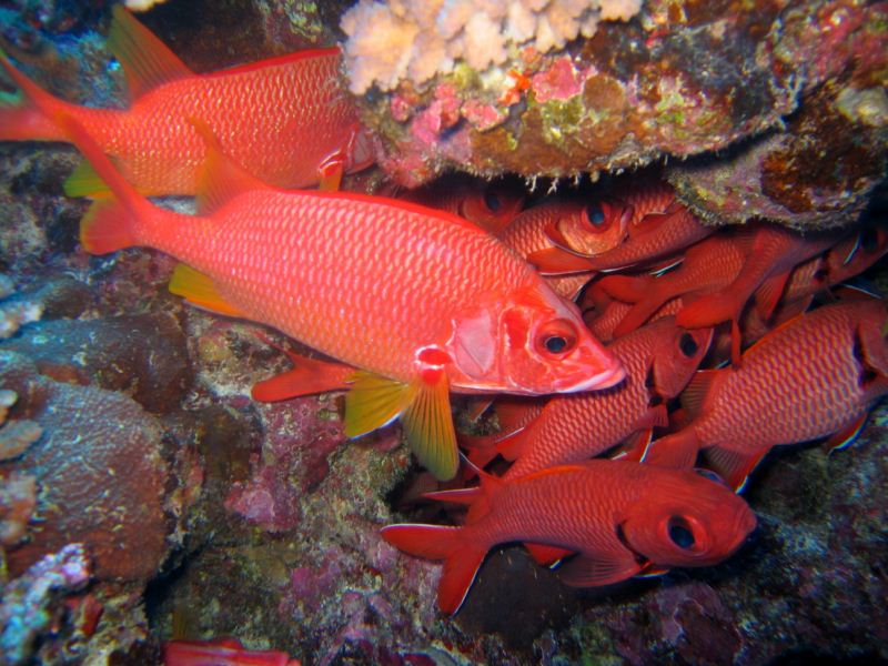 Sabre Squirrelfish (Sargocentron spiniferum) |commons:File:Holocentridae - Sargocentron spiniferum.jpg