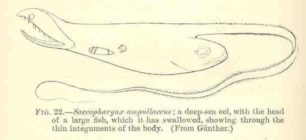 Saccopharynx ampullaceus (Saccopharynx ampullaceus) |commons:File:FMIB 36014 Saccopharynx ampullaceus; a deep-sea eel, with the head of a larbe fish, which it has swallowed, showing through the thin.jpeg