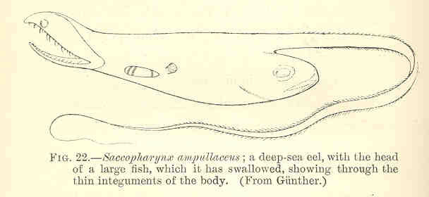 Saccopharynx ampullaceus (Saccopharynx ampullaceus) |commons:File:FMIB 36014 Saccopharynx ampullaceus; a deep-sea eel, with the head of a larbe fish, which it has swallowed, showing through the thin.jpeg