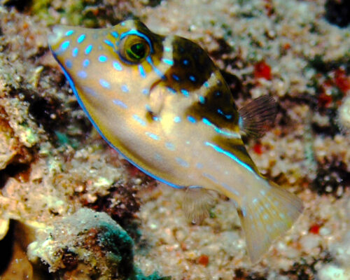 Saddle Puffer (Canthigaster coronata) |commons:File:Canthigaster coronata.jpg