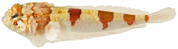 Saddle Stargazer (Platygillellus rubrocinctus) |commons:File:Platygillellus rubrocinctus - pone.0010676.g142.png