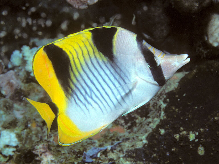 Saddleback Butterfly Chaetodon falcula