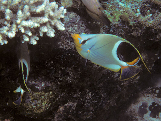 Saddleback Butterflyfish (Chaetodon ephippium) |commons:File:Bep chaetodon ephippium.jpg