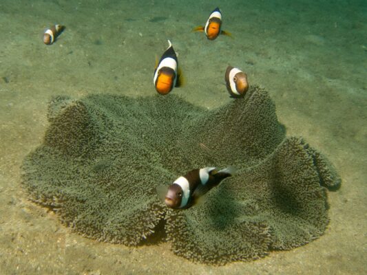 Saddleback Clownfish (Amphiprion polymnus) |commons:File:Amphiprion polymnus, atacando.jpg