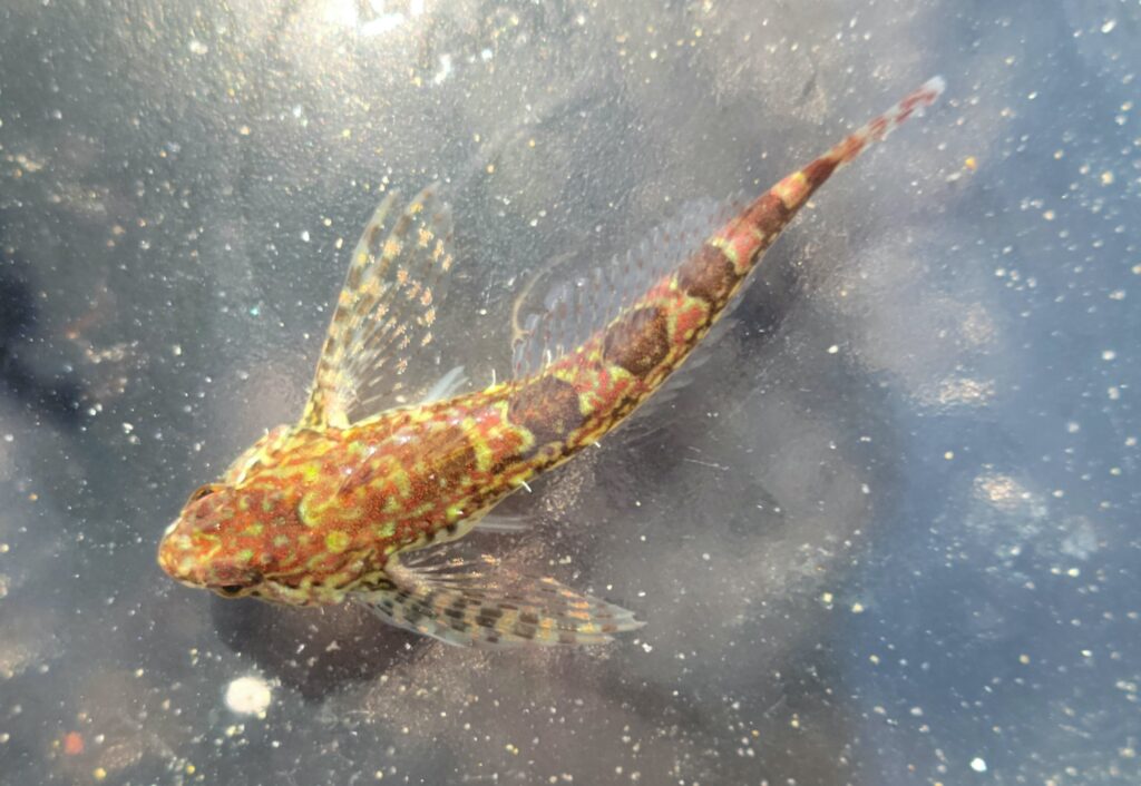 Saddleback Sculpin (Oligocottus rimensis) |commons:File:Oligocottus rimensis.jpg